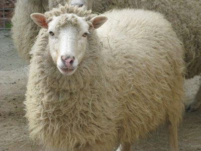 Sheep wool