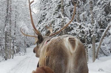 Reindeer butt pulling a sleigh