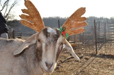 Goat wearing reindeer hat