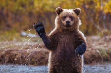 Grizzly bear waving