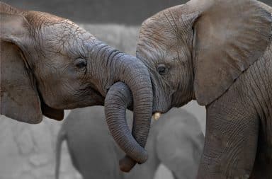 Elephants hugging with their trunks