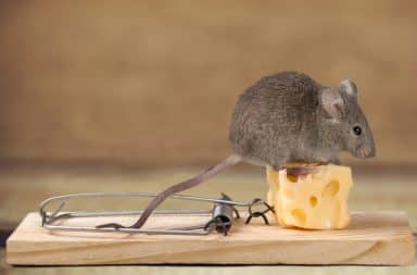 Mouse trap bait cheese