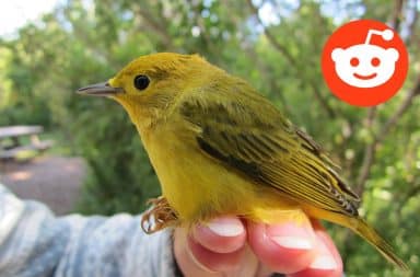 Subreddit birds warbler