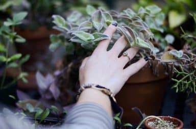 Woman touching a plant
