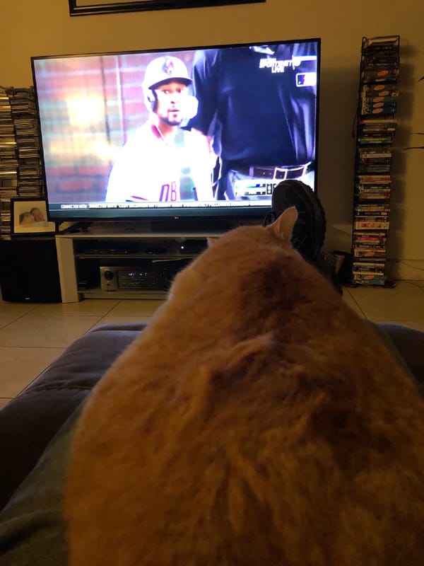 Watching baseball with a cat