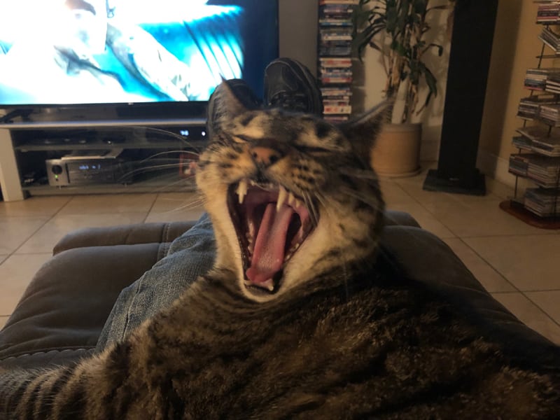 Cat yawning on recliner