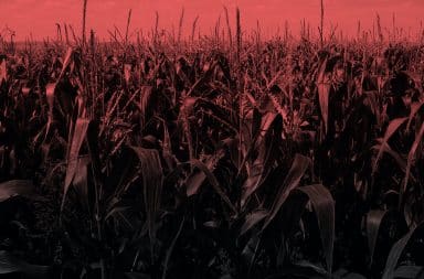 uh oh the corn field went evil