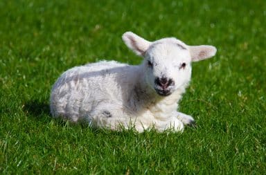 lil baby lamb