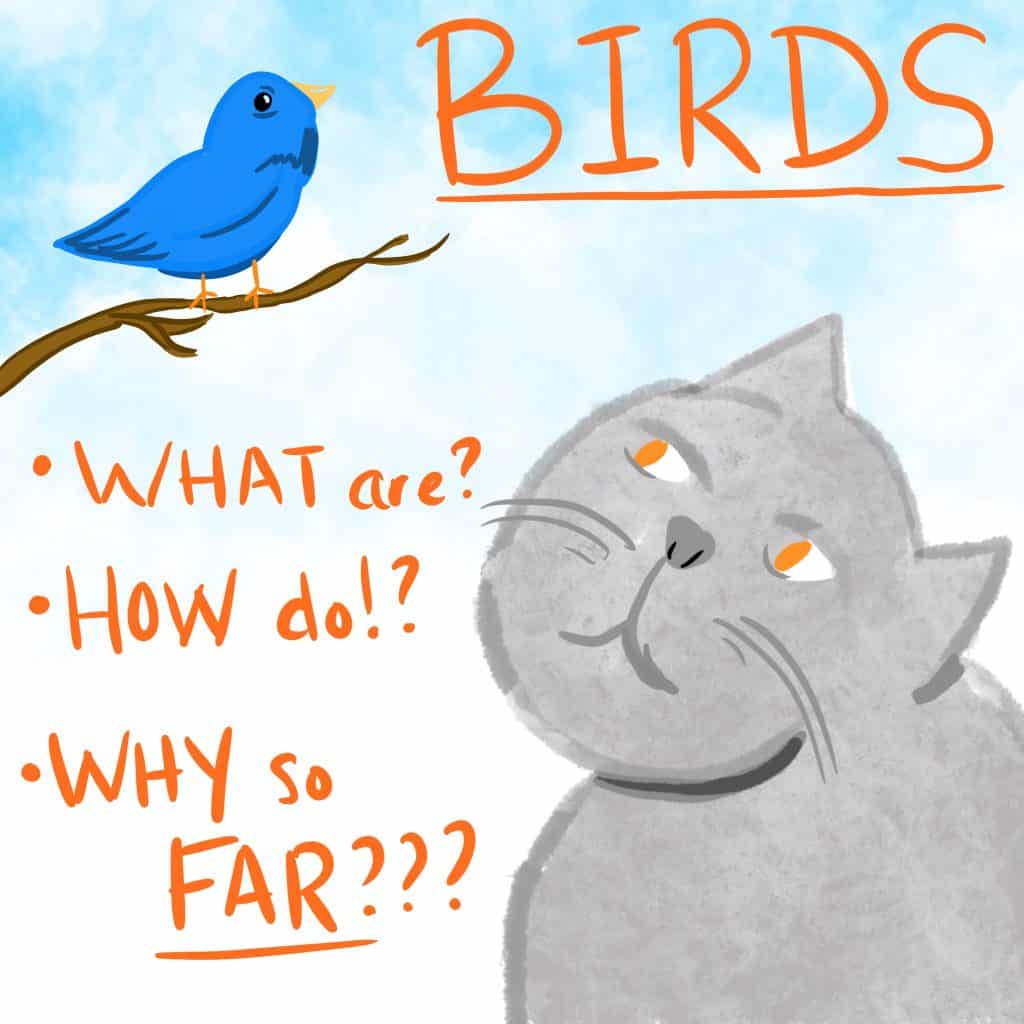 BIRDS! What are? How do? Why so FAR??? [A grey kitty pensively looking up at a bluebird in a tree.]