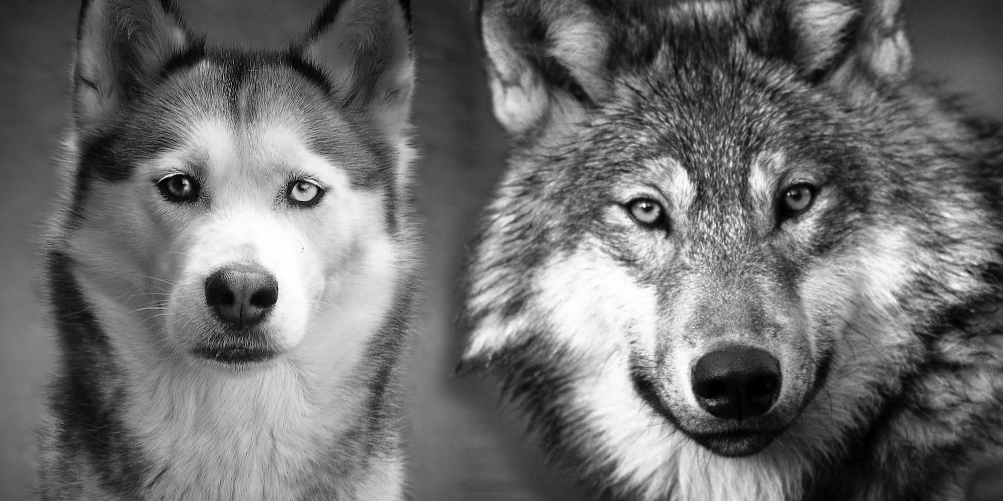 is ddog a wolf