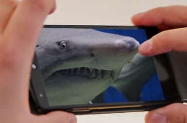 shark on the phone