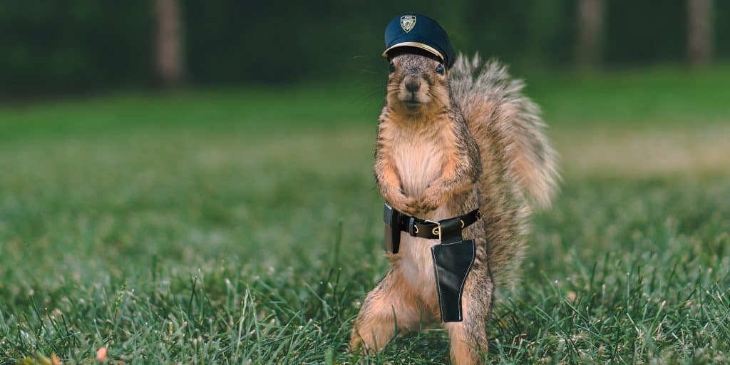 Squirrel Police Blotter | Points in Case - Jarastyle