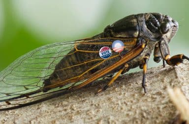 cicada with obama pins