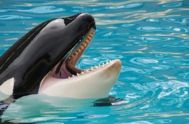 orca smiling