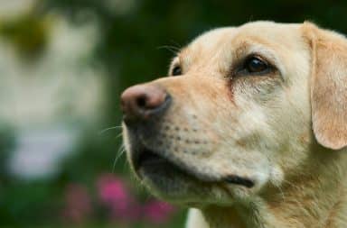 dog in soft focus