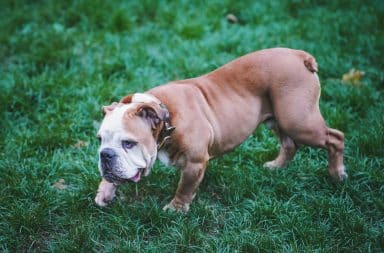 Pocket bully dog on grass