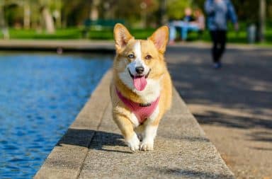 Dog smiling by the pool