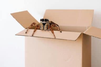 spider in the box